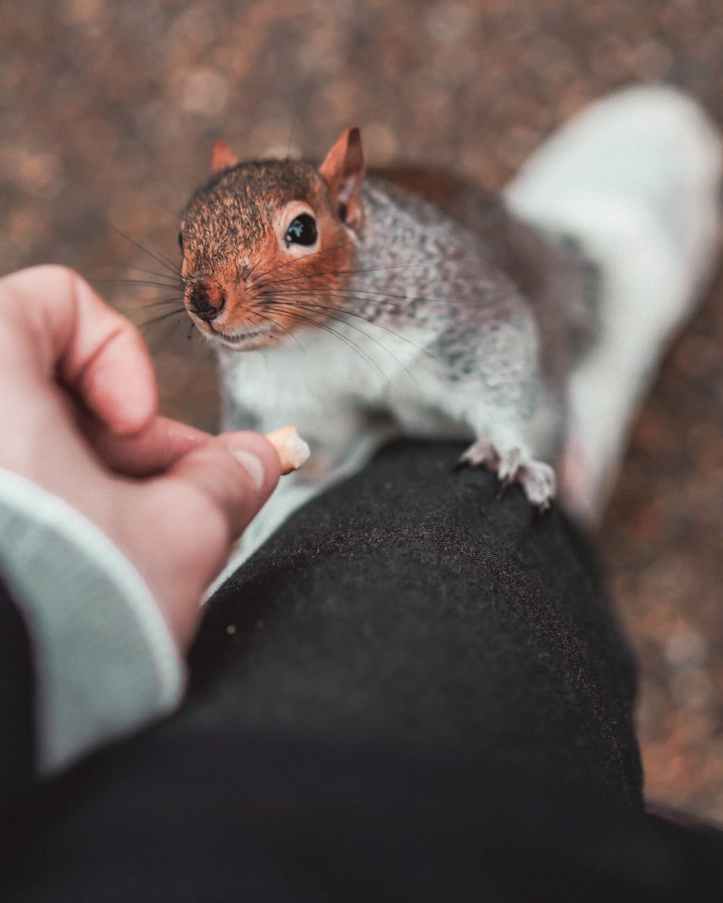brown head squirrel holding on person on black pants