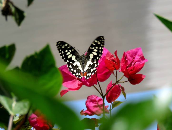 close up photo of black and white butterfly